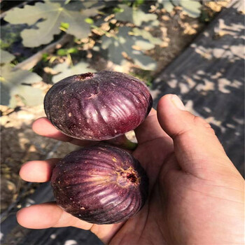 批发威海青皮无花果苗、威海青皮无花果苗价格及基地