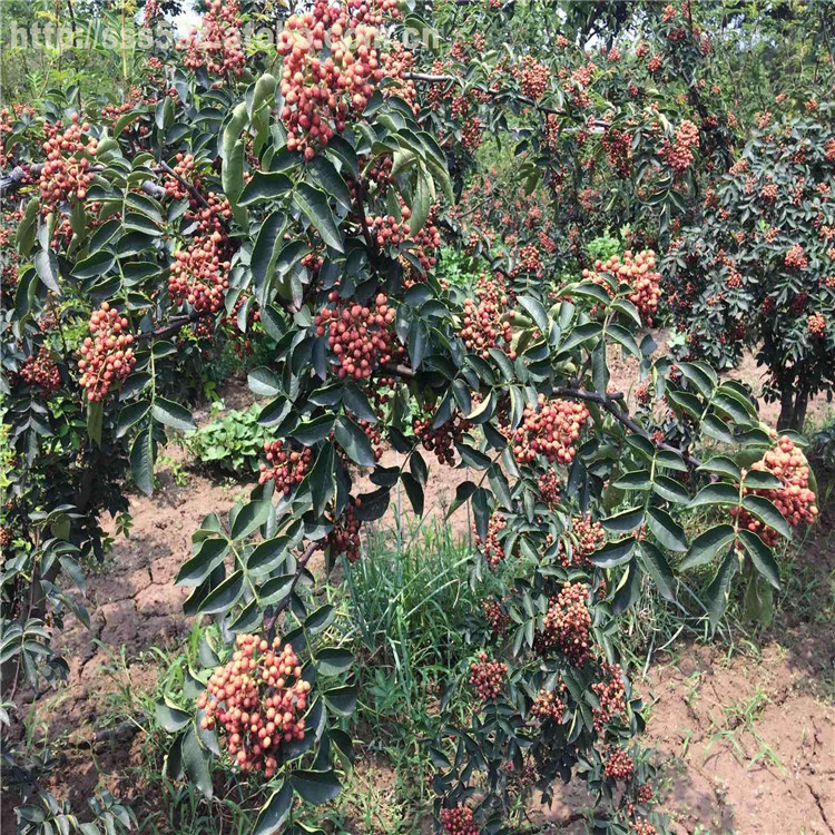 出售花椒苗、出售花椒苗批發(fā)價(jià)格
