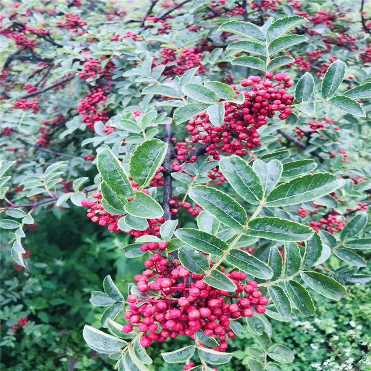 批發(fā)青花椒苗、青花椒苗價格及基地