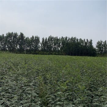 出售九葉青花椒樹(shù)苗、九葉青花椒樹(shù)苗基地