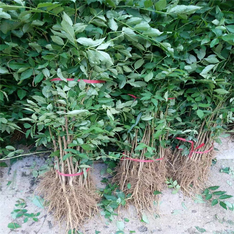 獅子頭花椒樹苗基地、獅子頭花椒樹苗價(jià)格及報(bào)價(jià)