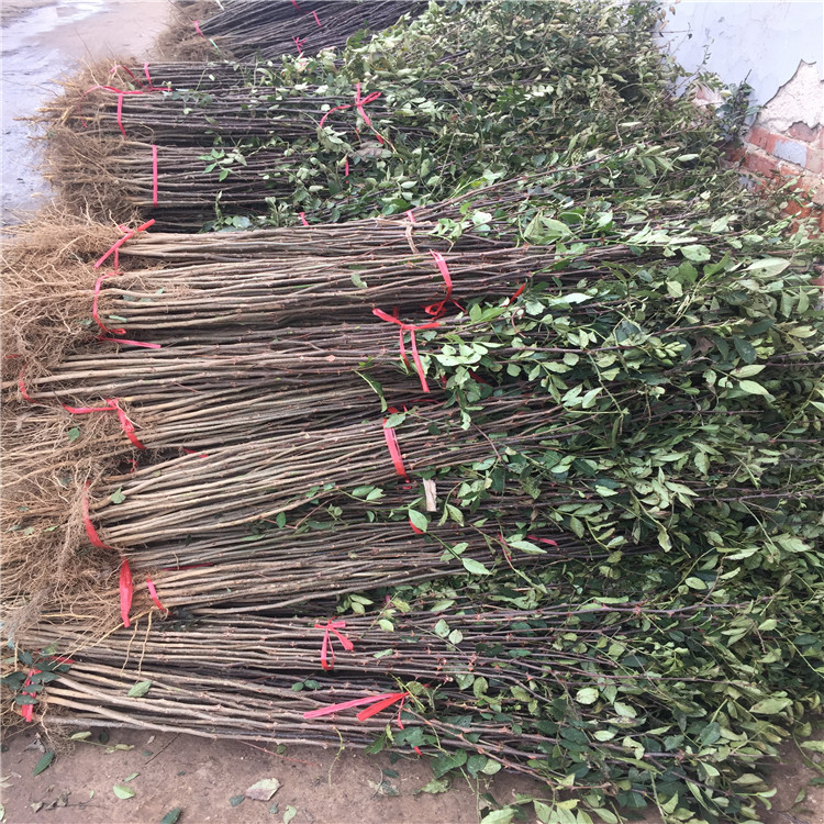 批發(fā)批發(fā)花椒苗、批發(fā)花椒苗基地
