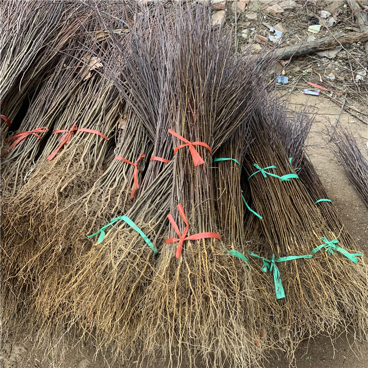 批發(fā)花椒苗出售基地、批發(fā)花椒苗價(jià)格及報(bào)價(jià)