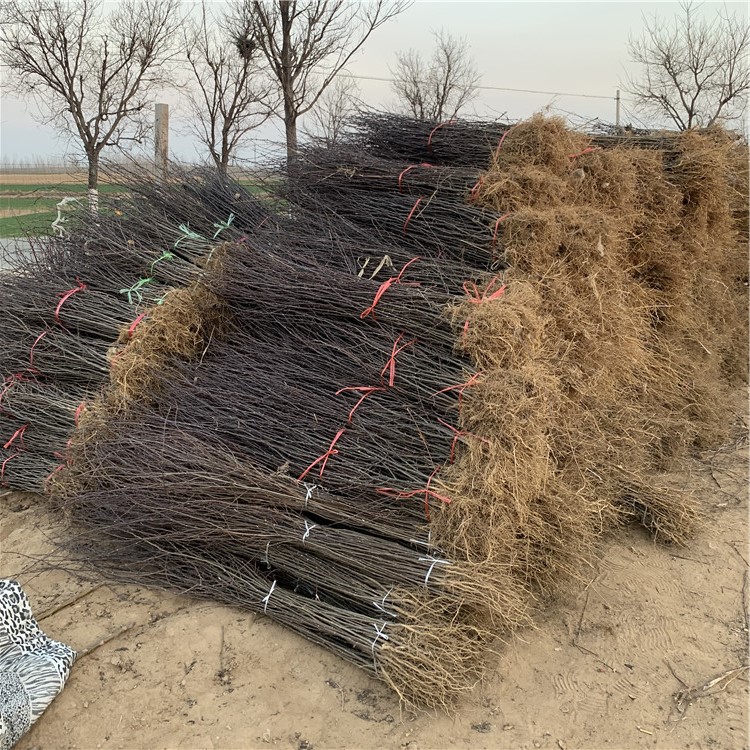 出售花椒樹苗出售基地、出售花椒樹苗價格及報價