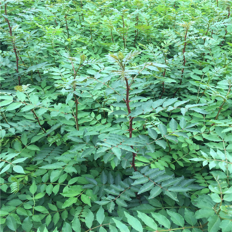 出售花椒苗出售、出售花椒苗价格