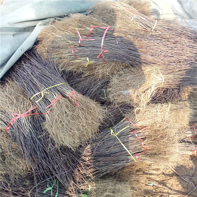 批發(fā)青花椒苗、青花椒苗價格及基地