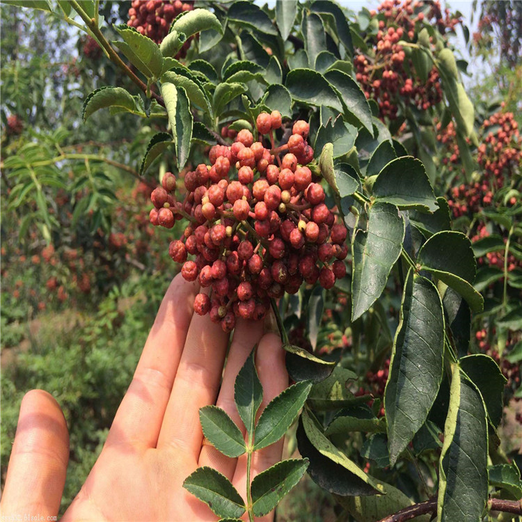 出售花椒苗出售、出售花椒苗价格