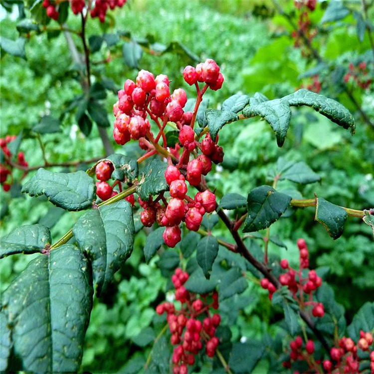 出售花椒树苗、出售花椒树苗出售价格