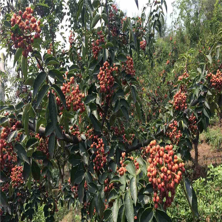 獅子頭花椒樹苗基地、獅子頭花椒樹苗價(jià)格及報(bào)價(jià)