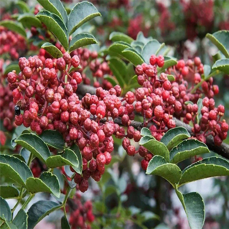 出售青花椒苗、青花椒苗基地