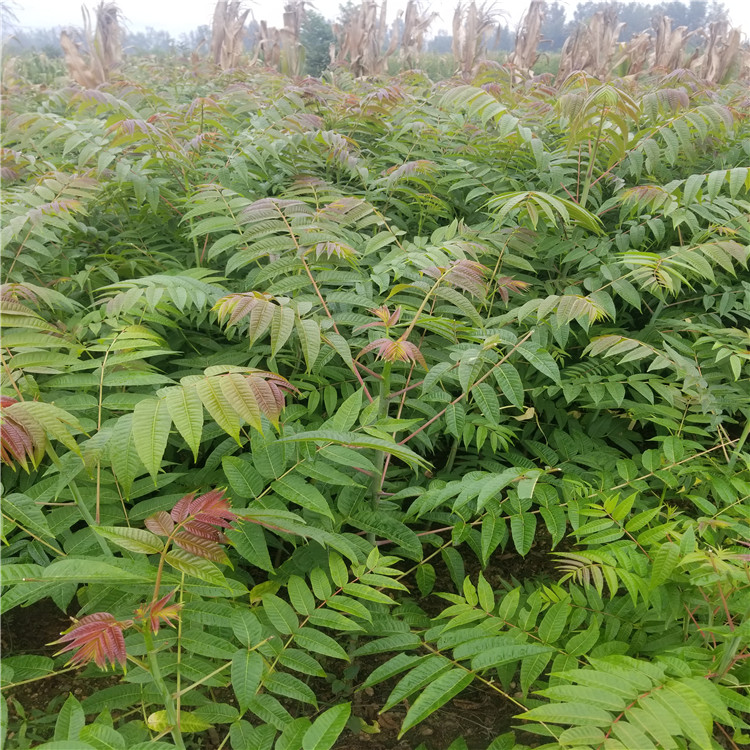 大棚红油香椿树苗、大棚红油香椿树苗新品种