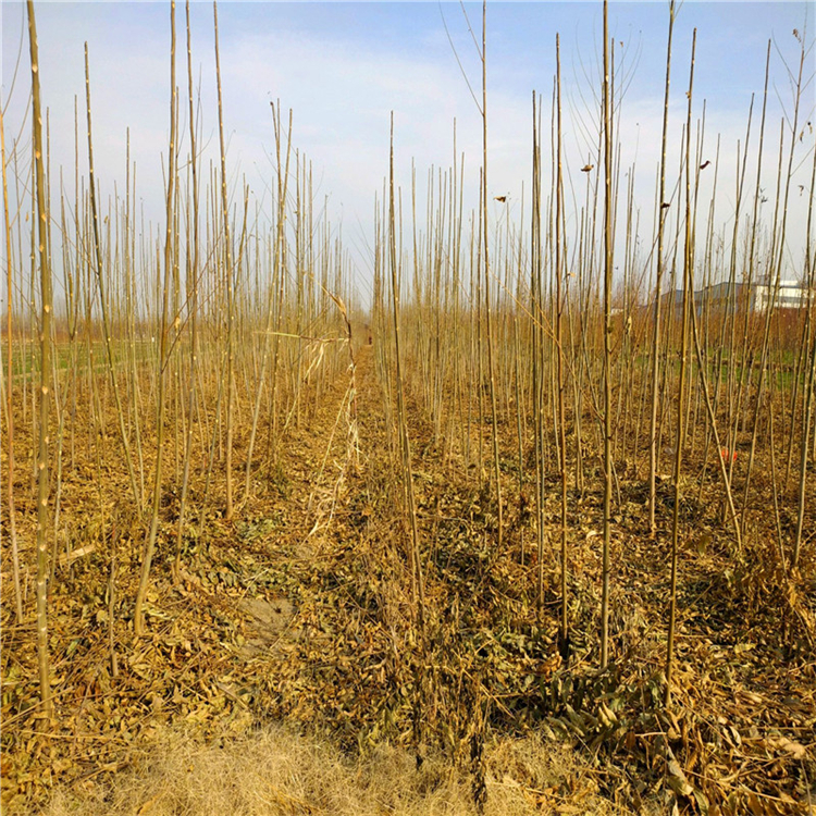 紅椿苗、紅椿苗批發(fā)基地