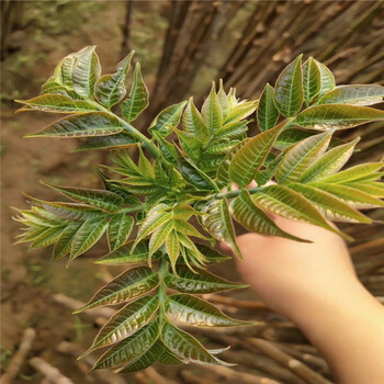 紅芽香椿苗出售、紅芽香椿苗價格及基地