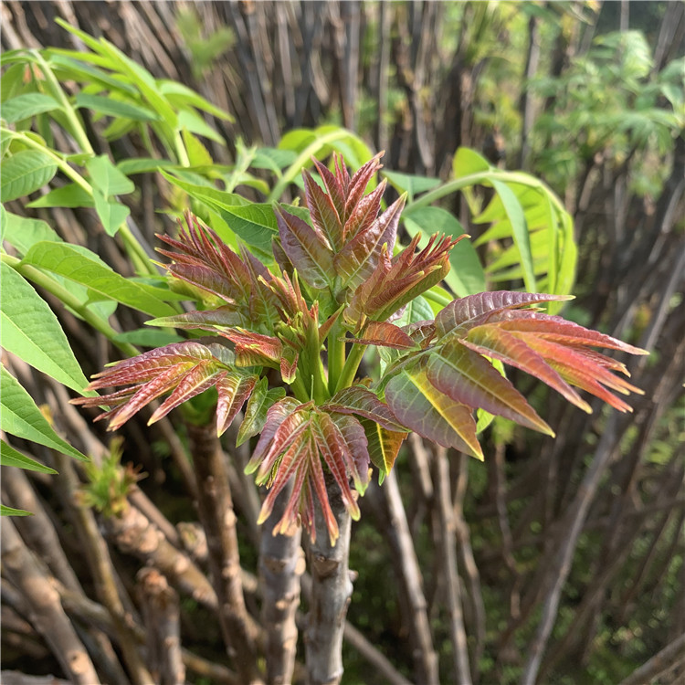 出售香椿树苗