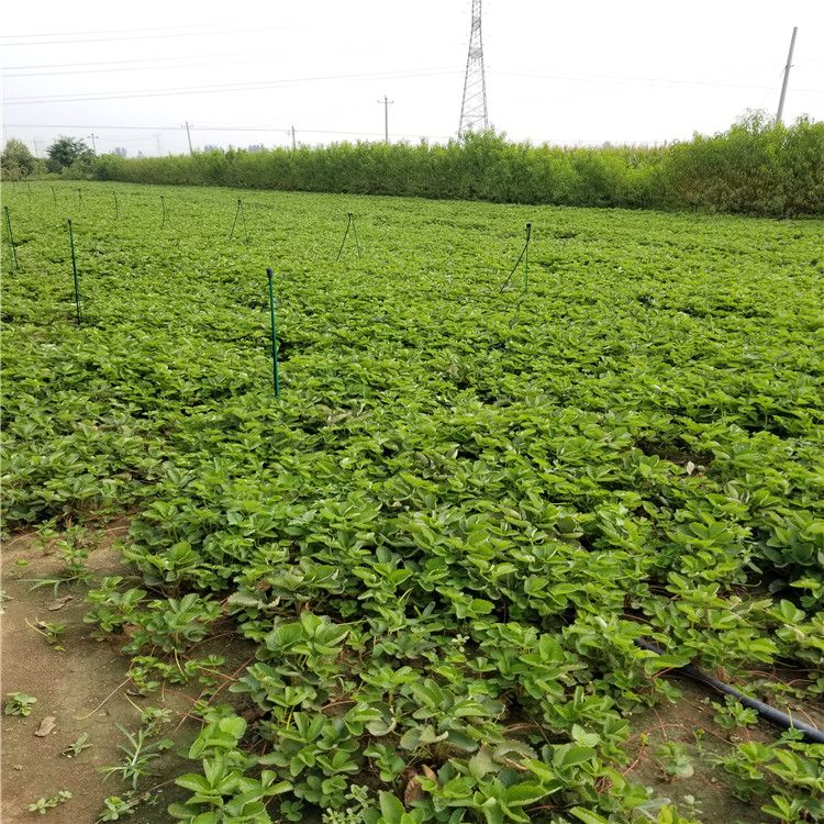 山东爱莎草莓苗、爱莎草莓苗基地