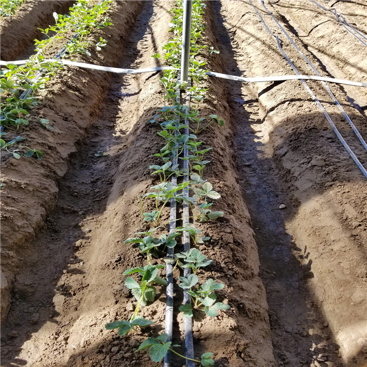 甜查理草莓苗出售、甜查理草莓苗基地