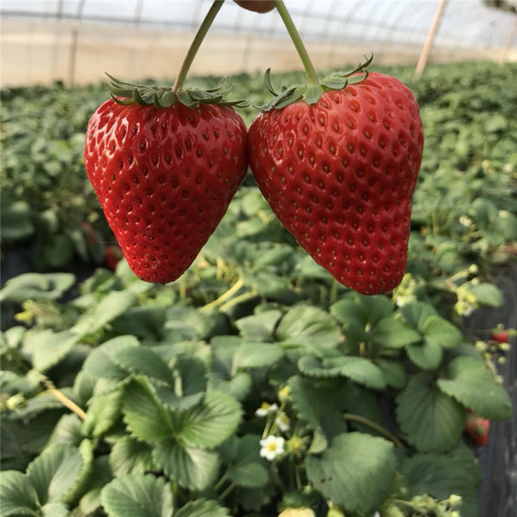 王子草莓苗、王子草莓苗报价及价格