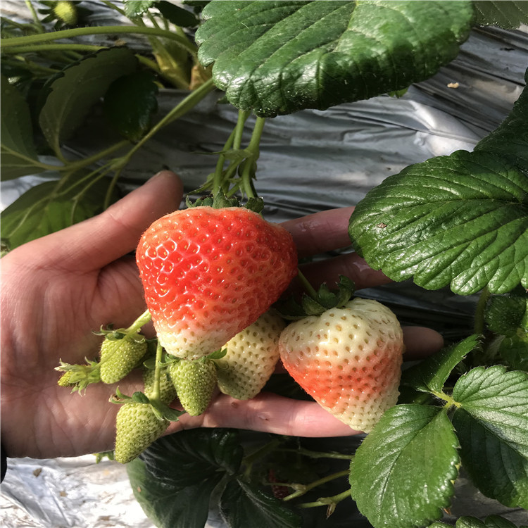 出售白色草莓苗、出售白色草莓苗基地