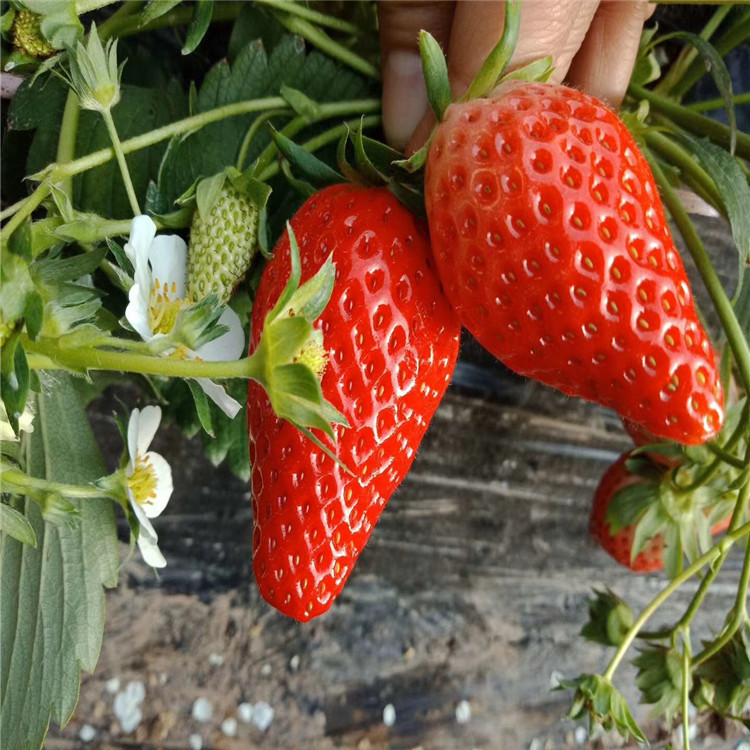 菠萝莓草莓苗批发、菠萝莓草莓苗价格