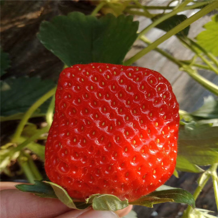 出售白色草莓苗、出售白色草莓苗基地