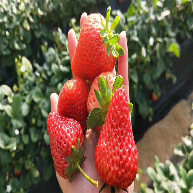 贵妃草莓苗、贵妃草莓苗新品种