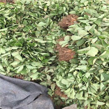 鉆石草莓苗、鉆石草莓苗價格