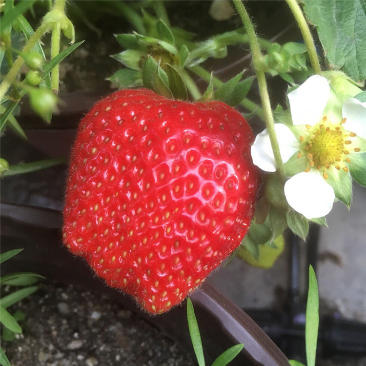 红花草莓苗报价、红花草莓苗价格