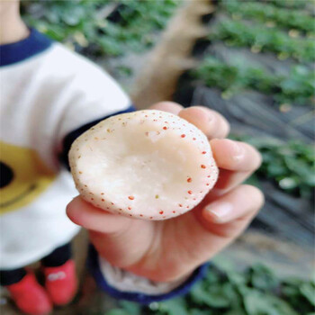 鉆石草莓苗、鉆石草莓苗價格及報價