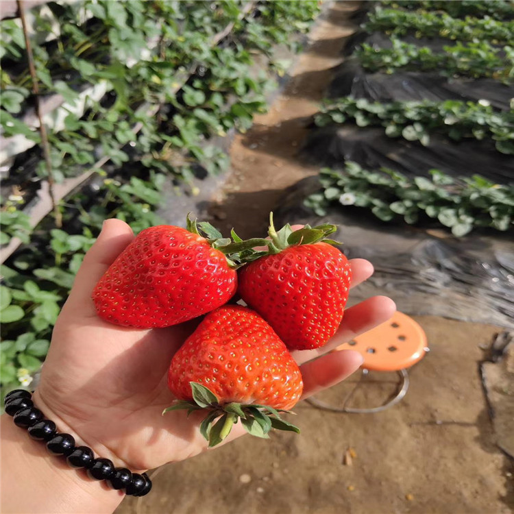 奥巴草莓苗出售、奥巴草莓苗基地