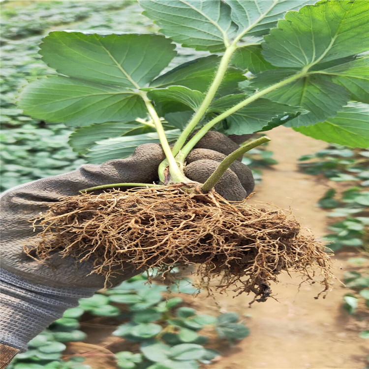 隋珠草莓苗、隋珠草莓苗报价及价格