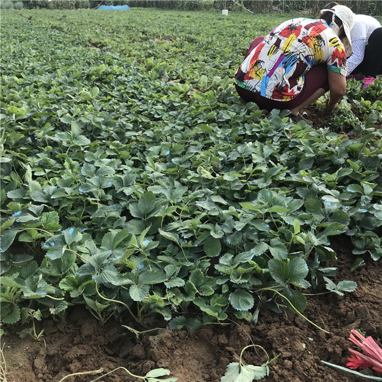 批发冬香草莓苗、冬香草莓苗基地