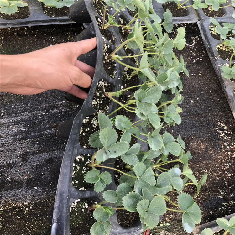 童子一號草莓苗、童子一號草莓苗價(jià)格及基地