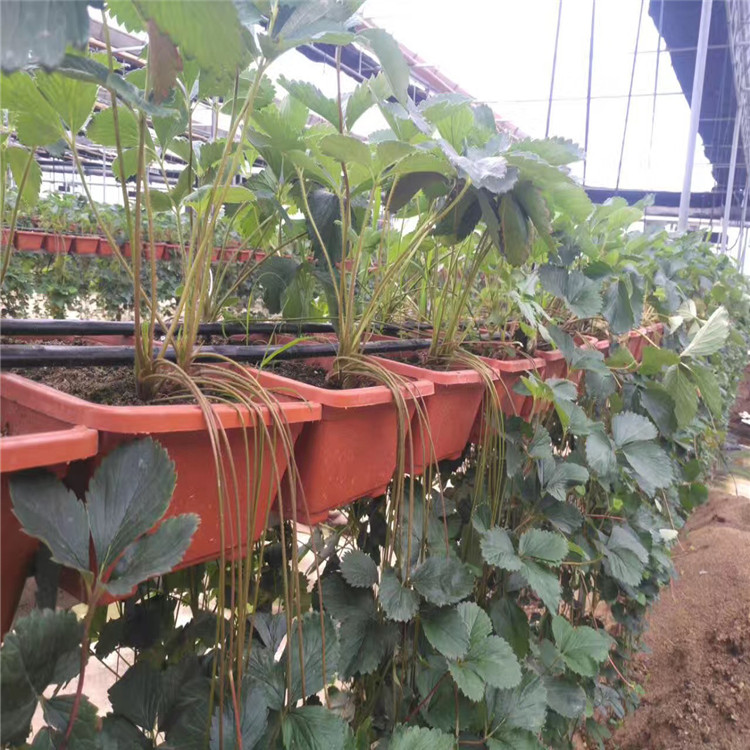 新品种草莓苗报价、新品种草莓苗价格及基地