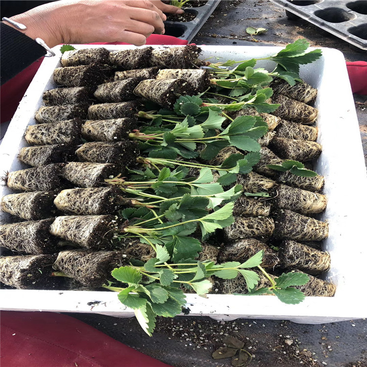 出售大將軍草莓苗、大將軍草莓苗價格