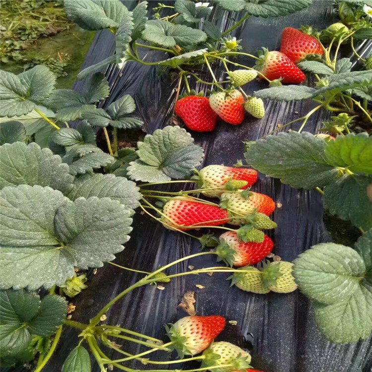 白色草莓苗、白色草莓苗批发基地