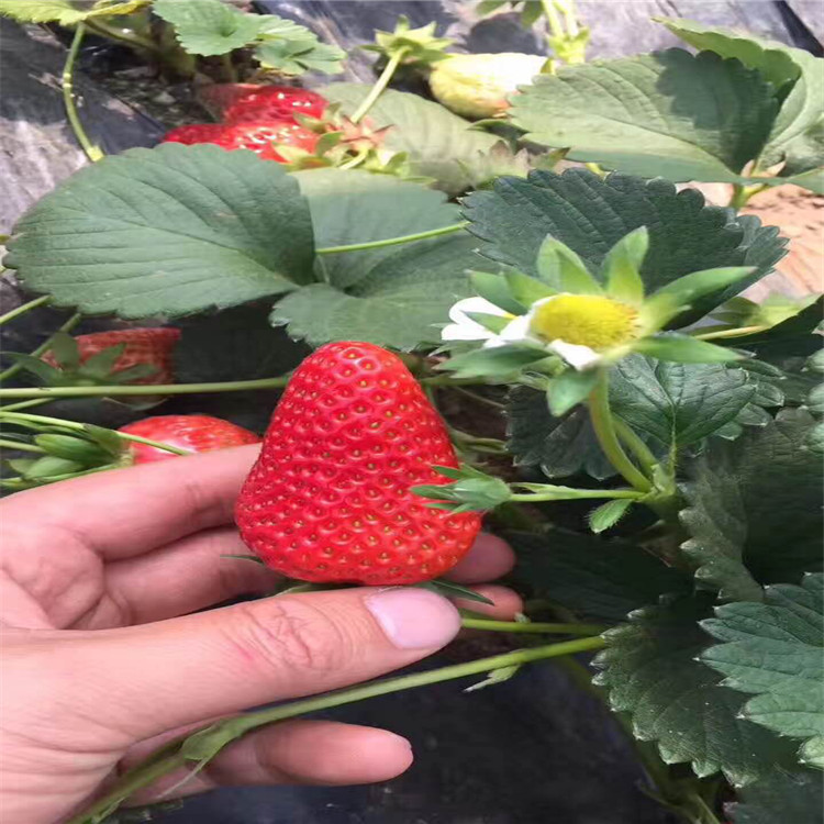 戈雷拉草莓苗、戈雷拉草莓苗出售价格