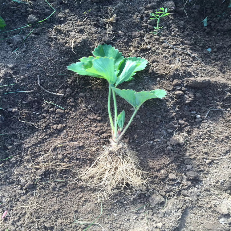童子一號草莓苗、童子一號草莓苗價(jià)格及基地