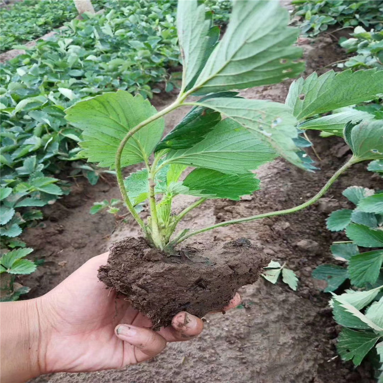 出售王子草莓苗、出售王子草莓苗基地