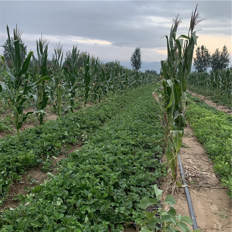 出售白草莓苗、出售白草莓苗價格及基地