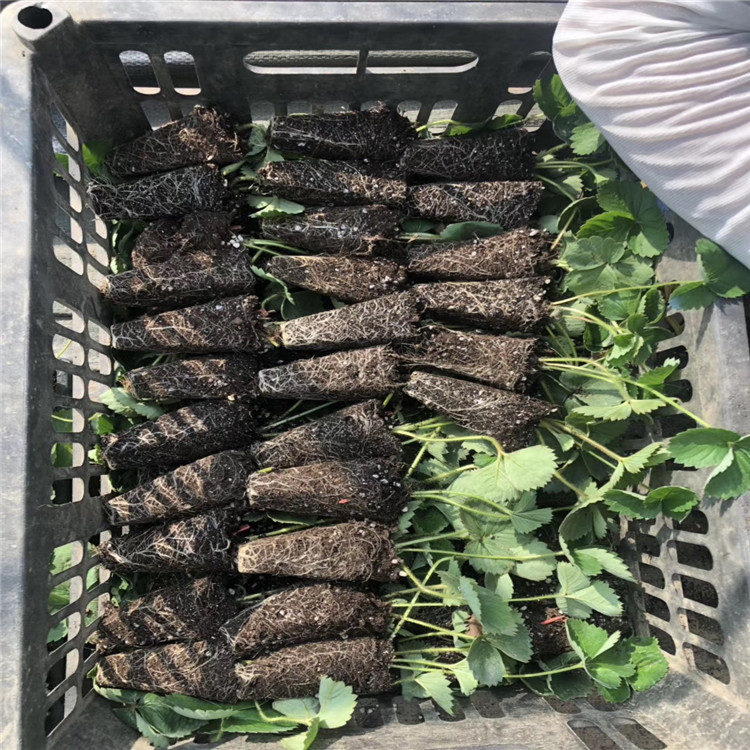 佐賀清香草莓苗、佐賀清香草莓苗基地