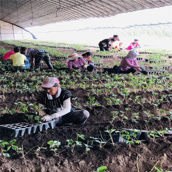 出售冬香草莓苗、冬香草莓苗价格