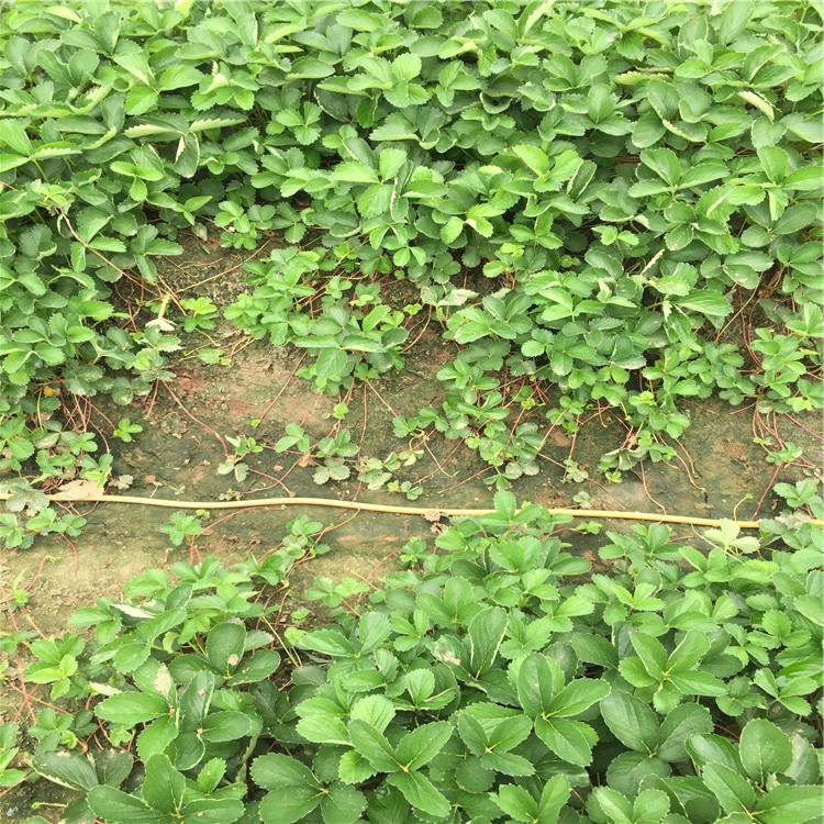 山東紅實美草莓苗、紅實美草莓苗基地
