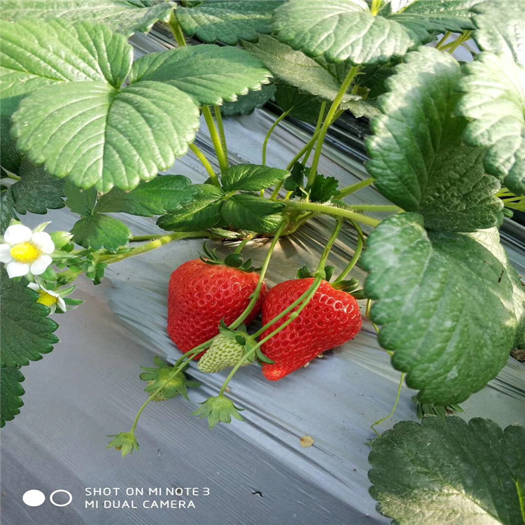 奥巴草莓苗出售、奥巴草莓苗基地