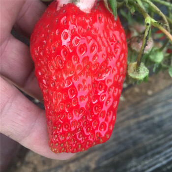 出售津美22号草莓苗、出售津美22号草莓苗价格