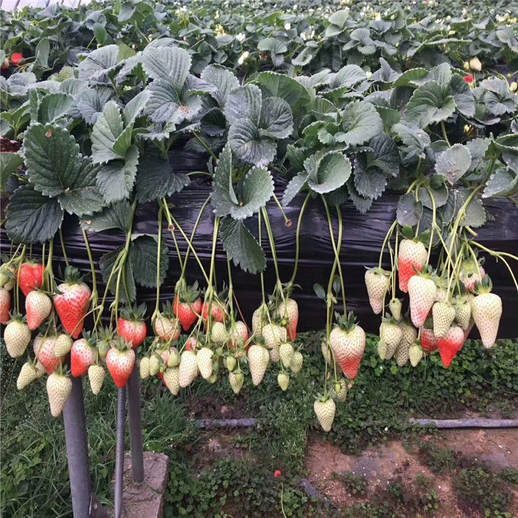 新品种草莓苗报价、新品种草莓苗价格及基地