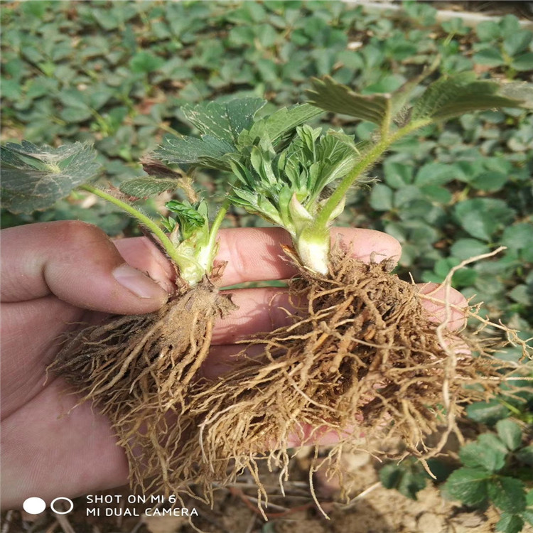 出售京御香草莓苗、出售京御香草莓苗基地