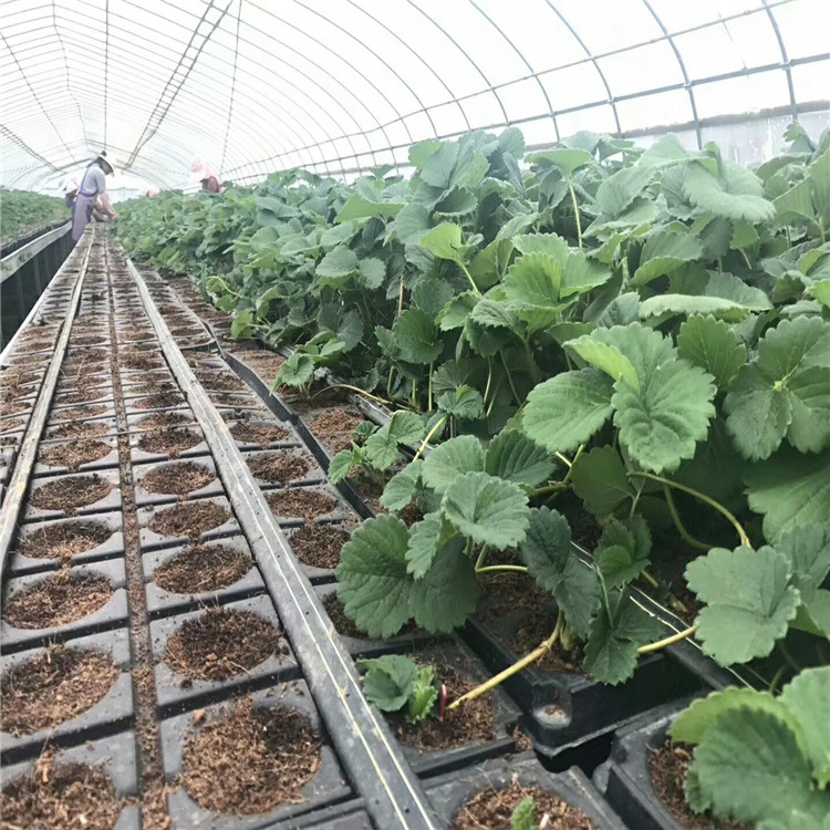 白雪小町草莓苗、白雪小町草莓苗出售价格