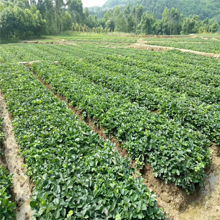 坎东噶草莓苗批发、坎东噶草莓苗基地