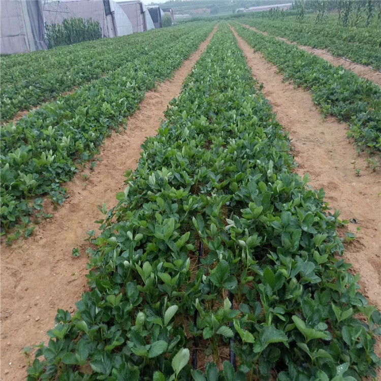 京郊小白草莓苗基地、京郊小白草莓苗价格及报价