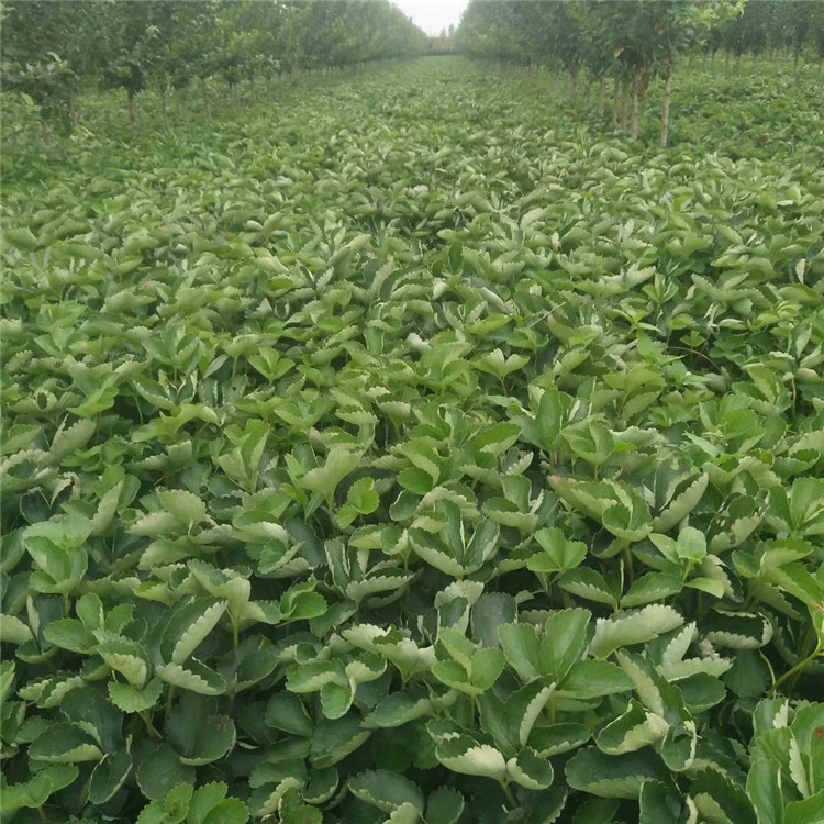 桃熏草莓苗報價、桃熏草莓苗價格及基地